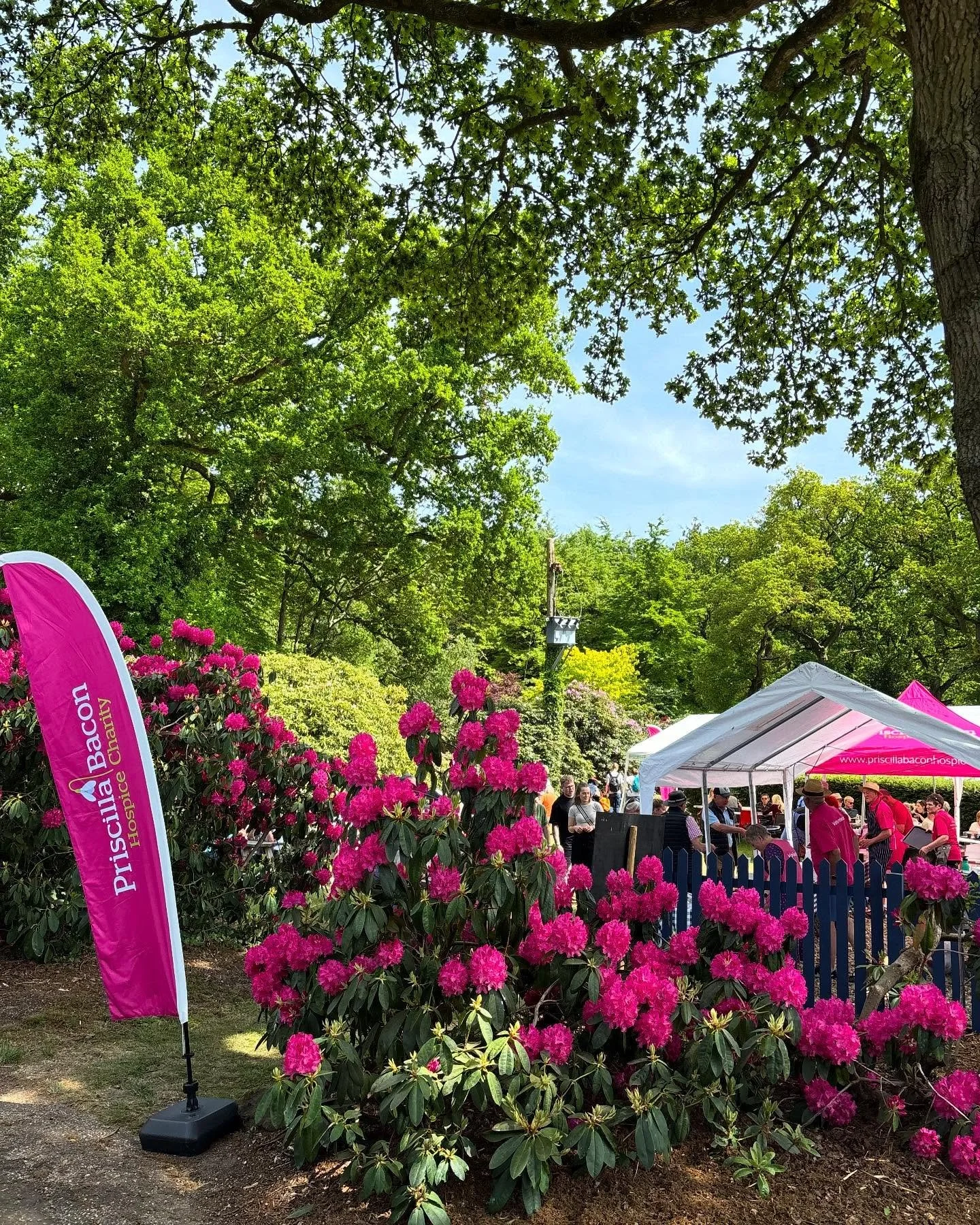 We think the Priscilla Bacon Hospice Charity team are so fab that we have twinned the colour of our signature Rhodendron 'Cynthia' to exactly the same deep fuschia pink as their branding and t-shirts 🤭. They are doing a roaring trade as I type and o