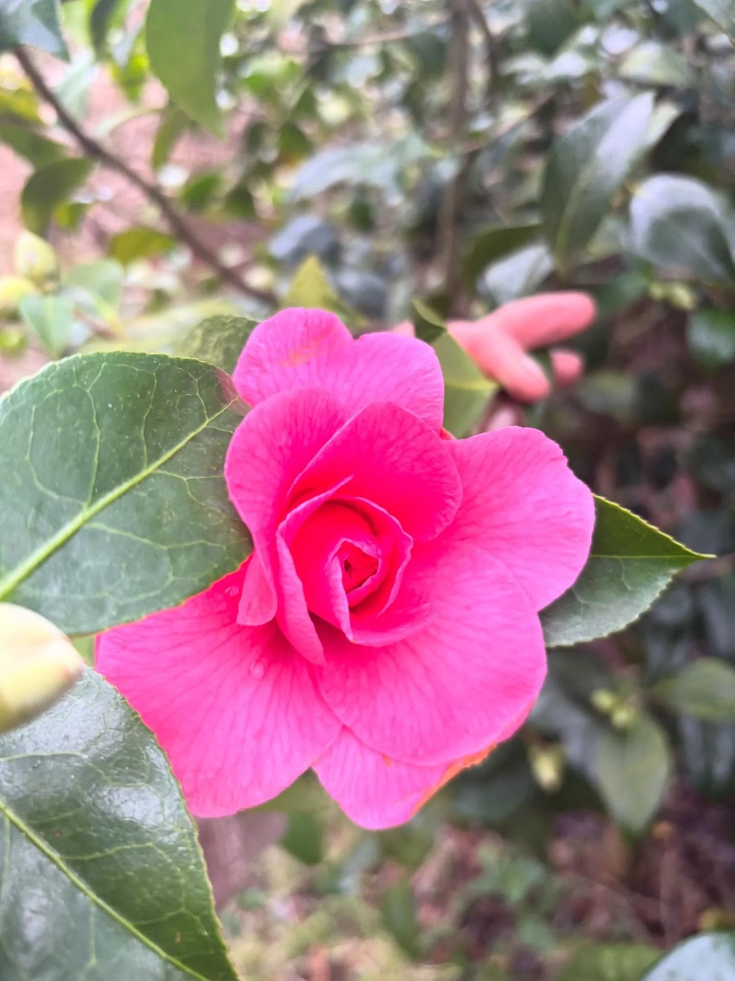 The temperature gauge breached 10 degrees today and oh! The birdsong, the daffs, crocus and snowdrops and of course, Stody's camellias... only the first tentative openings, but it's happening. We're busy leaf blowing, pruning and preparing for our bu