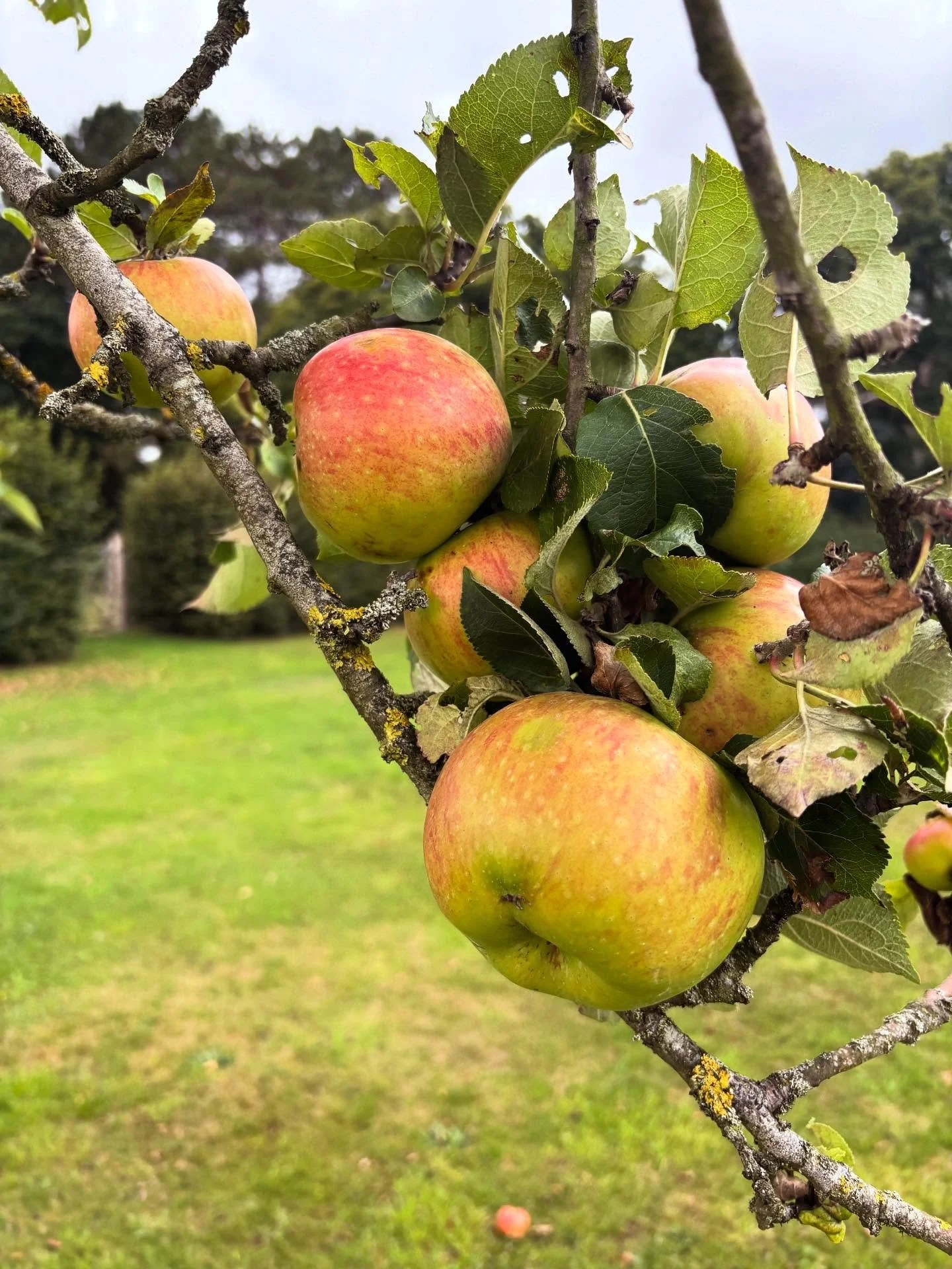 Autumnal bounty in the orchard - another legacy of our glorious summer 2025.

It has been a particularly fruitful year, thanks to the major remedial prune by Richard &amp; the team of our apple and pear trees in February 2023... they had become very 