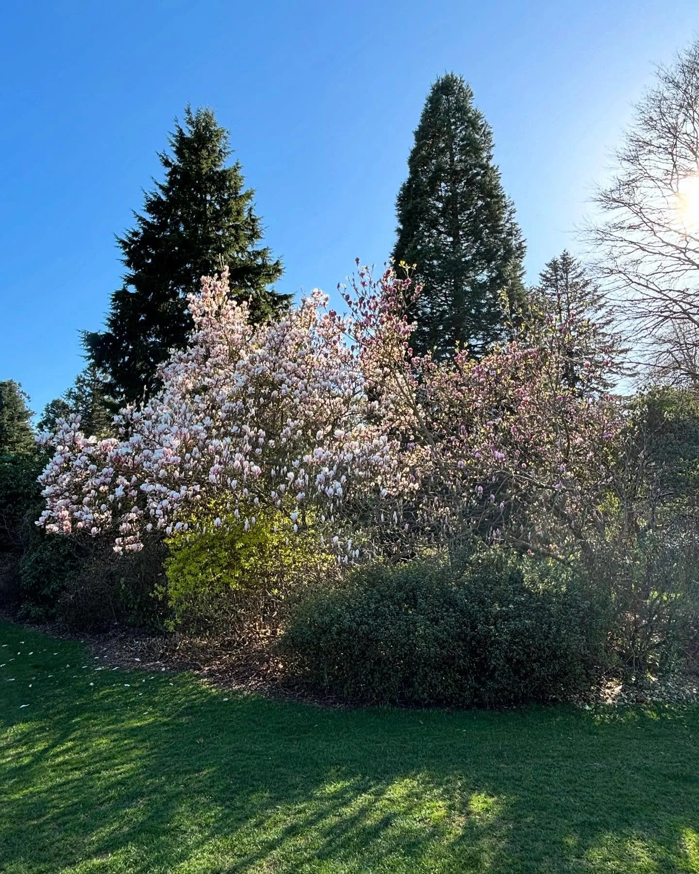 Just back from a few days away and&hellip; wow - our magnolias are in full flow 😊. Such a lovely sight both today and for millennia before - fossilised magnolia flowers have been found that are 95 million years old, dating from the time of the dinos