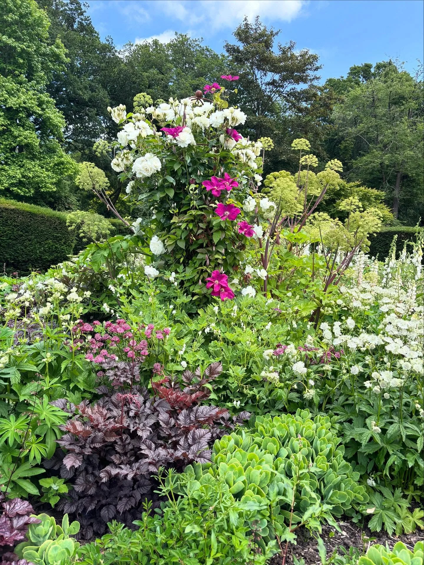 The Dawn Garden is now in its third year and we are just blown away but how much it has filled and matured since last year. Still lots to improve, some gaps that need filling and more dark plum red to add in... the white Rosa Iceberg has more than li