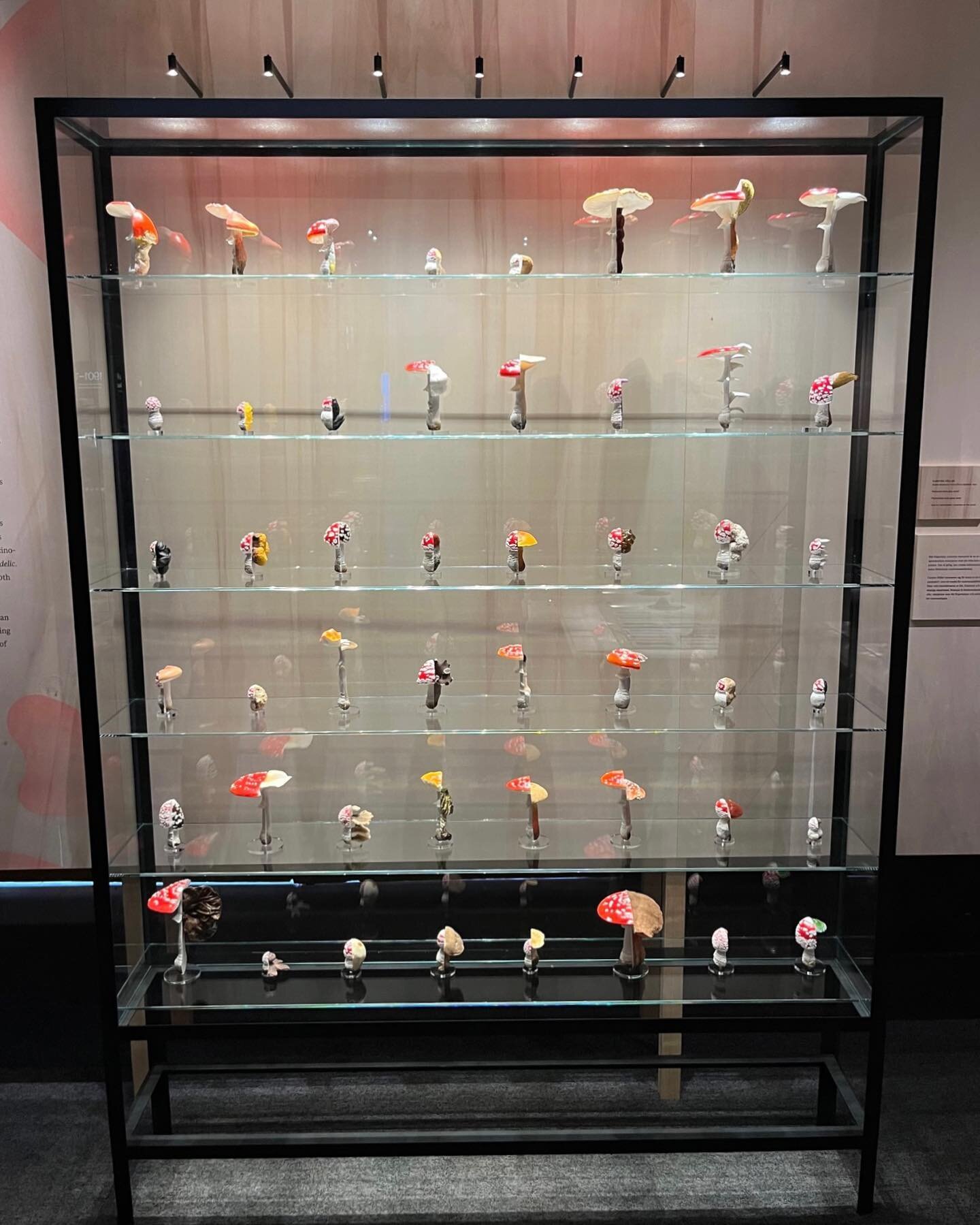 Discover the world of Fungi at the Nobel prize museum. 🍄🌱
Though often invisible the network of fungi unites ecosystems and shapes our world, in this newly produced exhibition this is explored through art pieces, innovating design, contemporary sci