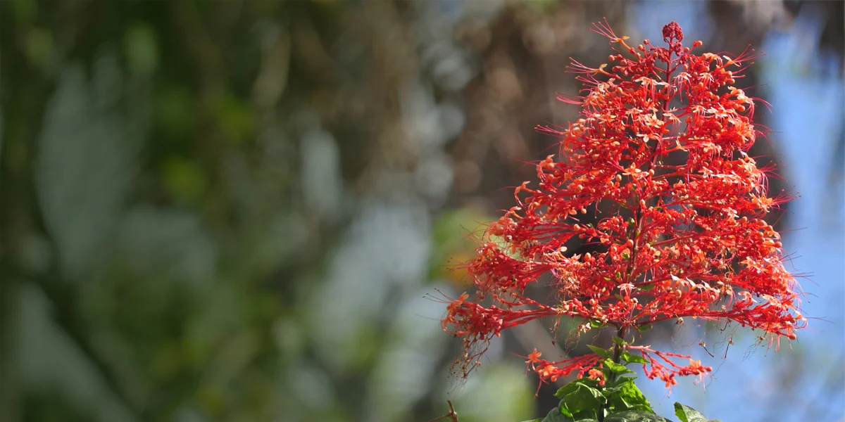 cashew_blossoms_2.jpg