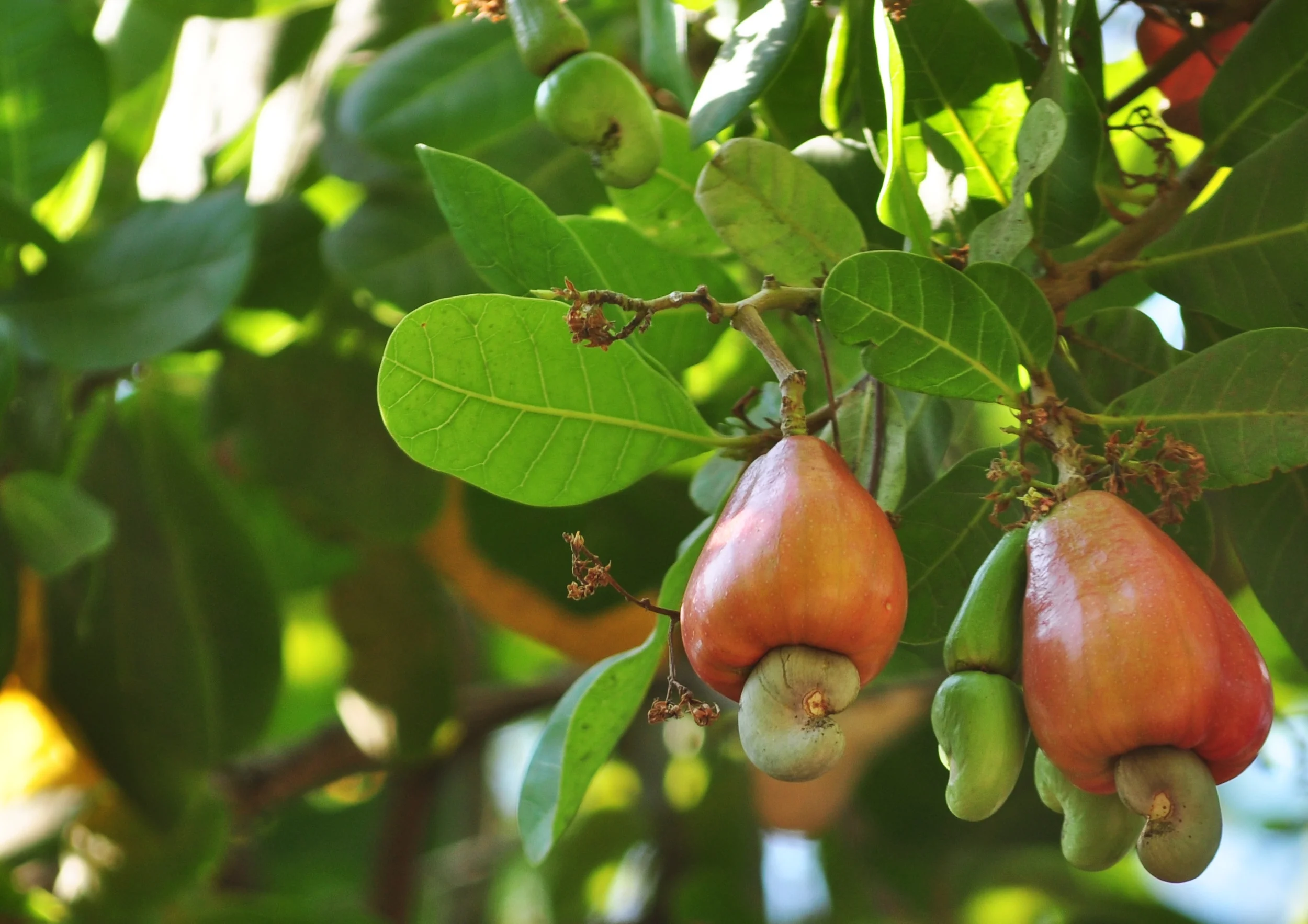 Cashew-fruit.jpg