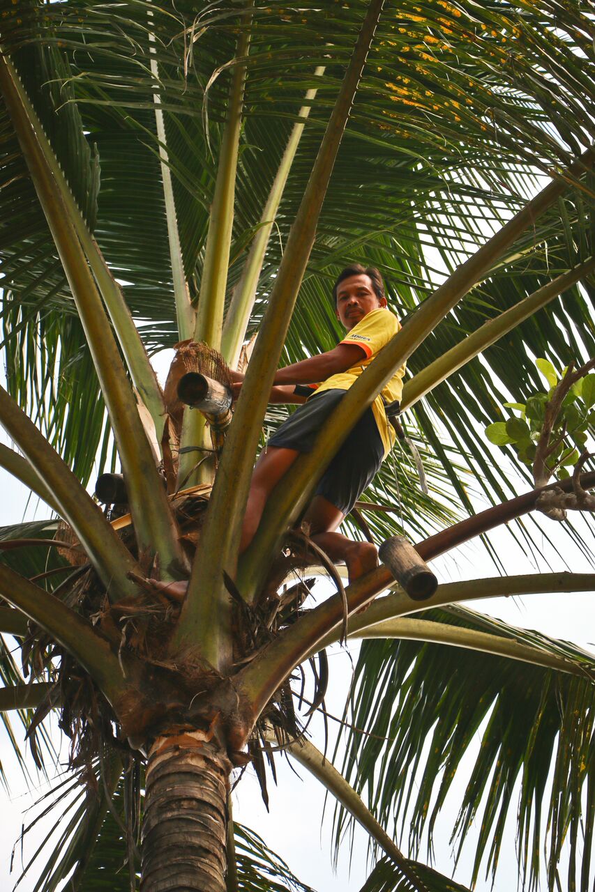 CoconutSugar-farmer3.jpg