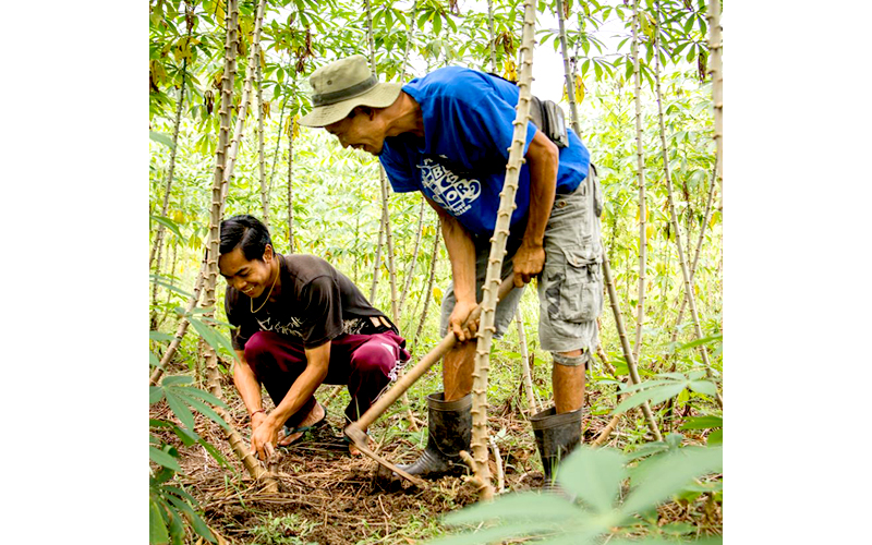 cassava-gallery-06.jpg