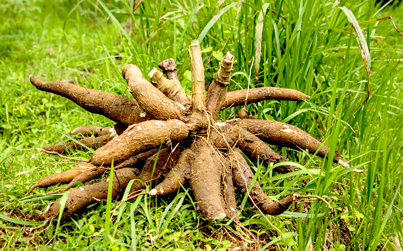 cassava-gallery-01.jpg