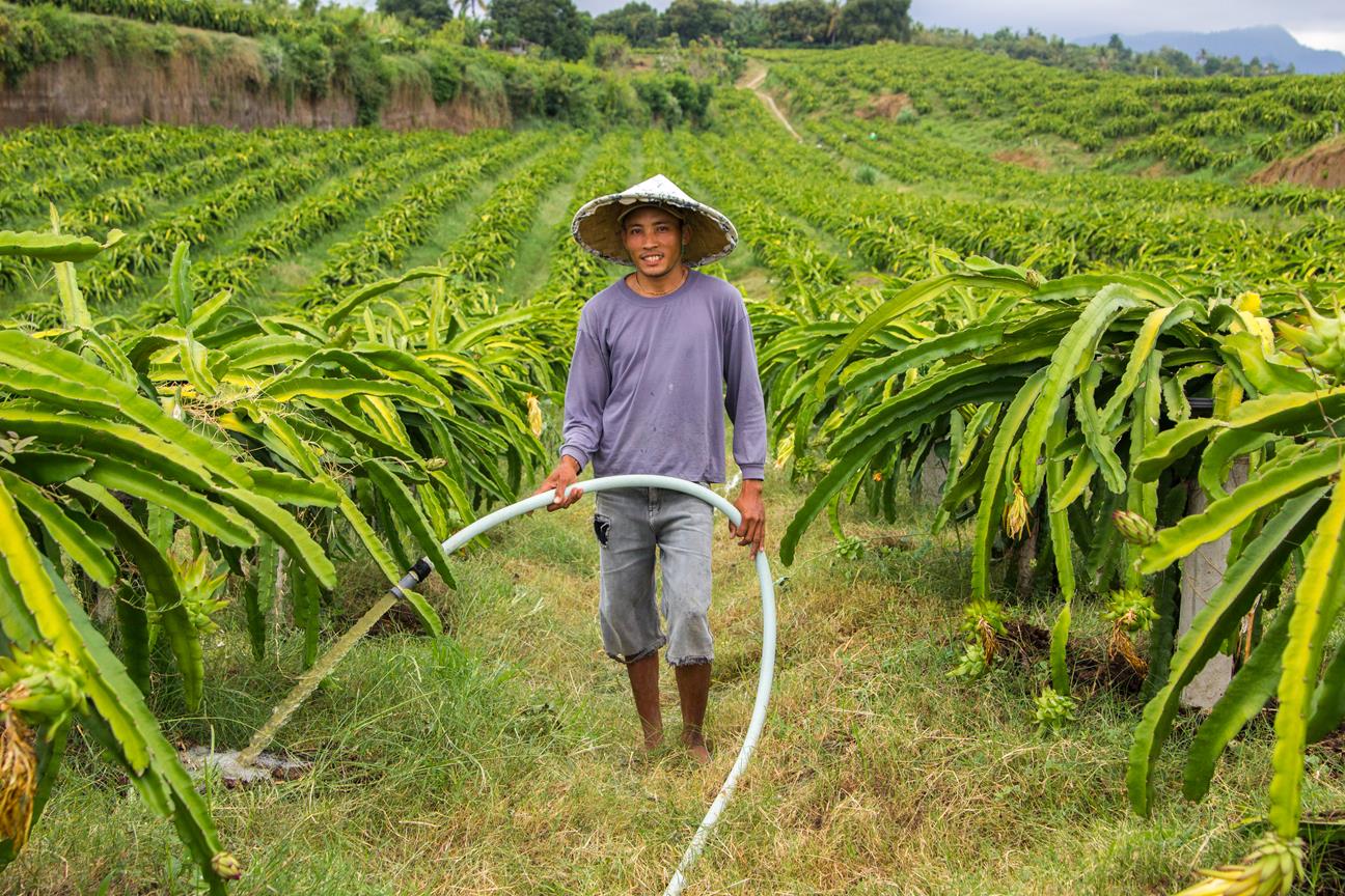 [PMA_DragFruit_69]Nyoman Subandi watering the plantation -Farm worker 8.jpg