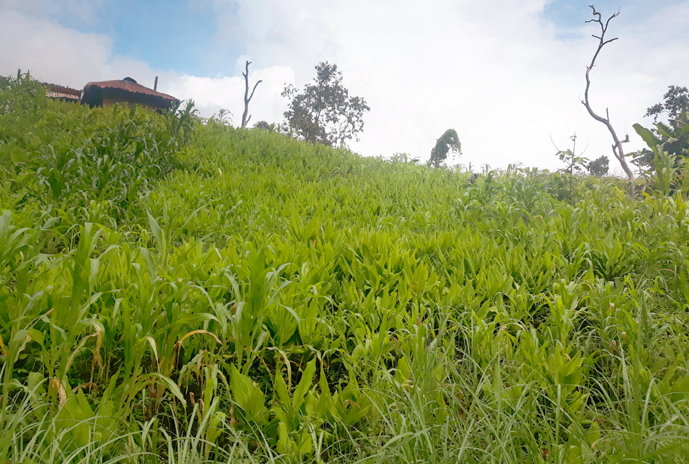 Grass and turmeric carpeting the hillside.