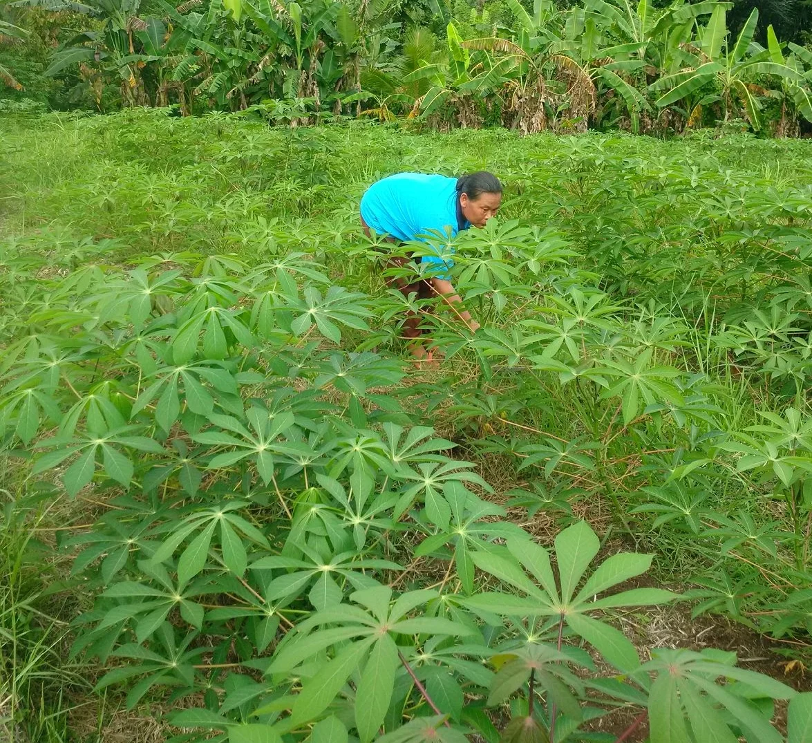 Manual weeding Cassava Farm.jpg