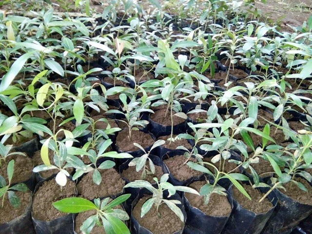 Developing sustainable nursery.
