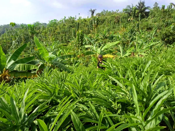 PMA-galangal-plants1.jpg