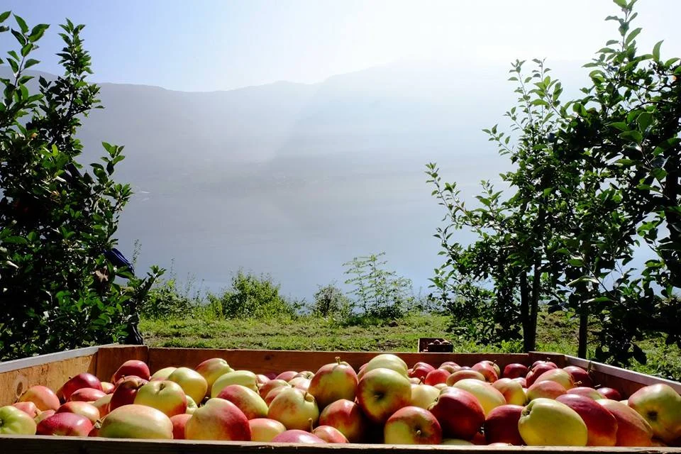 We don't do any guide farm tours. But our guests are welcome to do nice hikes around themselves, also in agricultural area: This village has status as one of few "Landscape parks" in Norway. And is maybe the best place to visit if you want to see some of our mixed agriculture and horticulture fjord landscape at 60*N. Here we have farming land from 0 to over 400 m up above sea level. We have a network of car- and tractor roads to walk on, surrounded with patchwork of culture landscape mixed of orchards and grassland. 