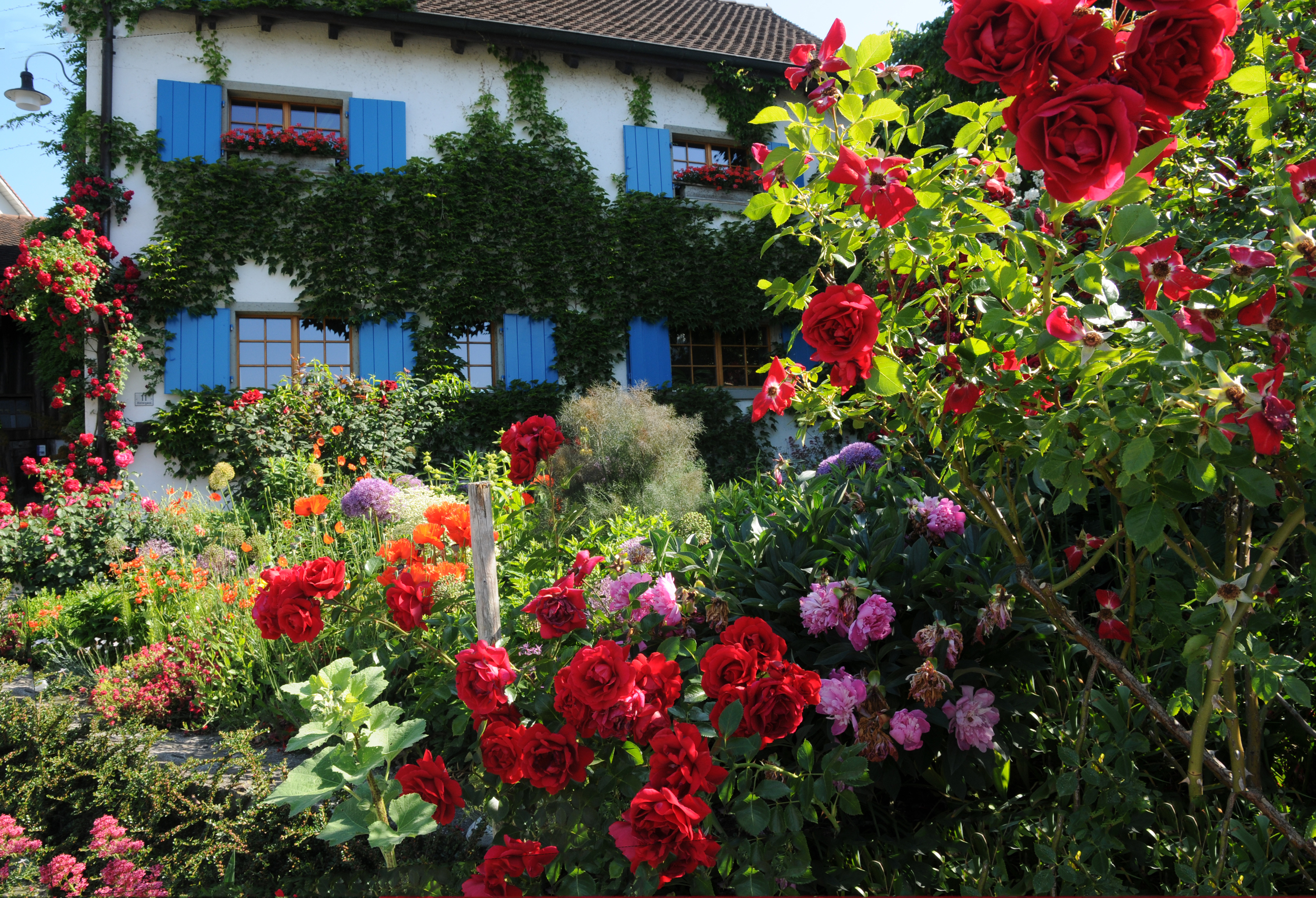 Rosenpracht