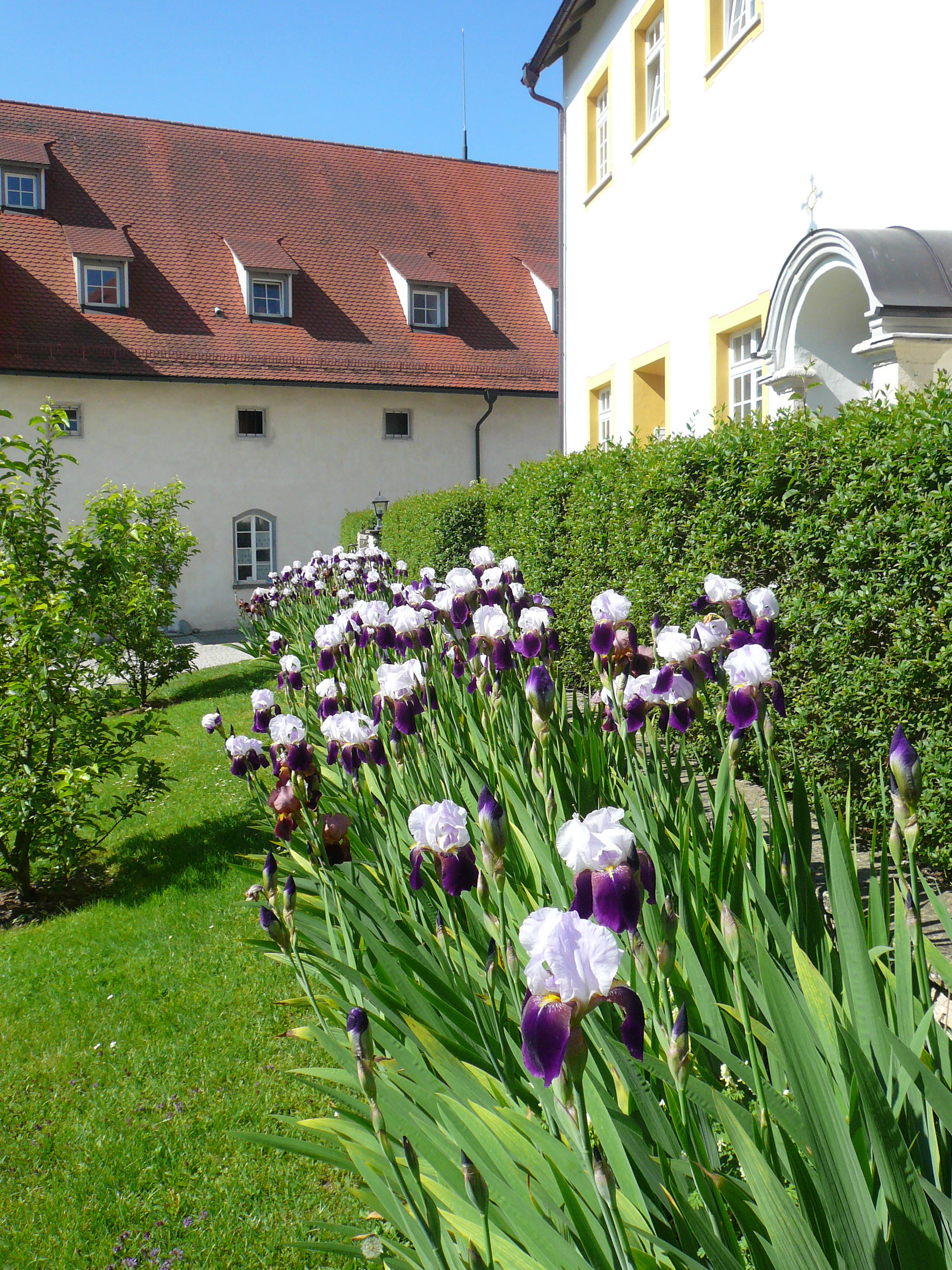 Schwertlilien am Sonnenplatz