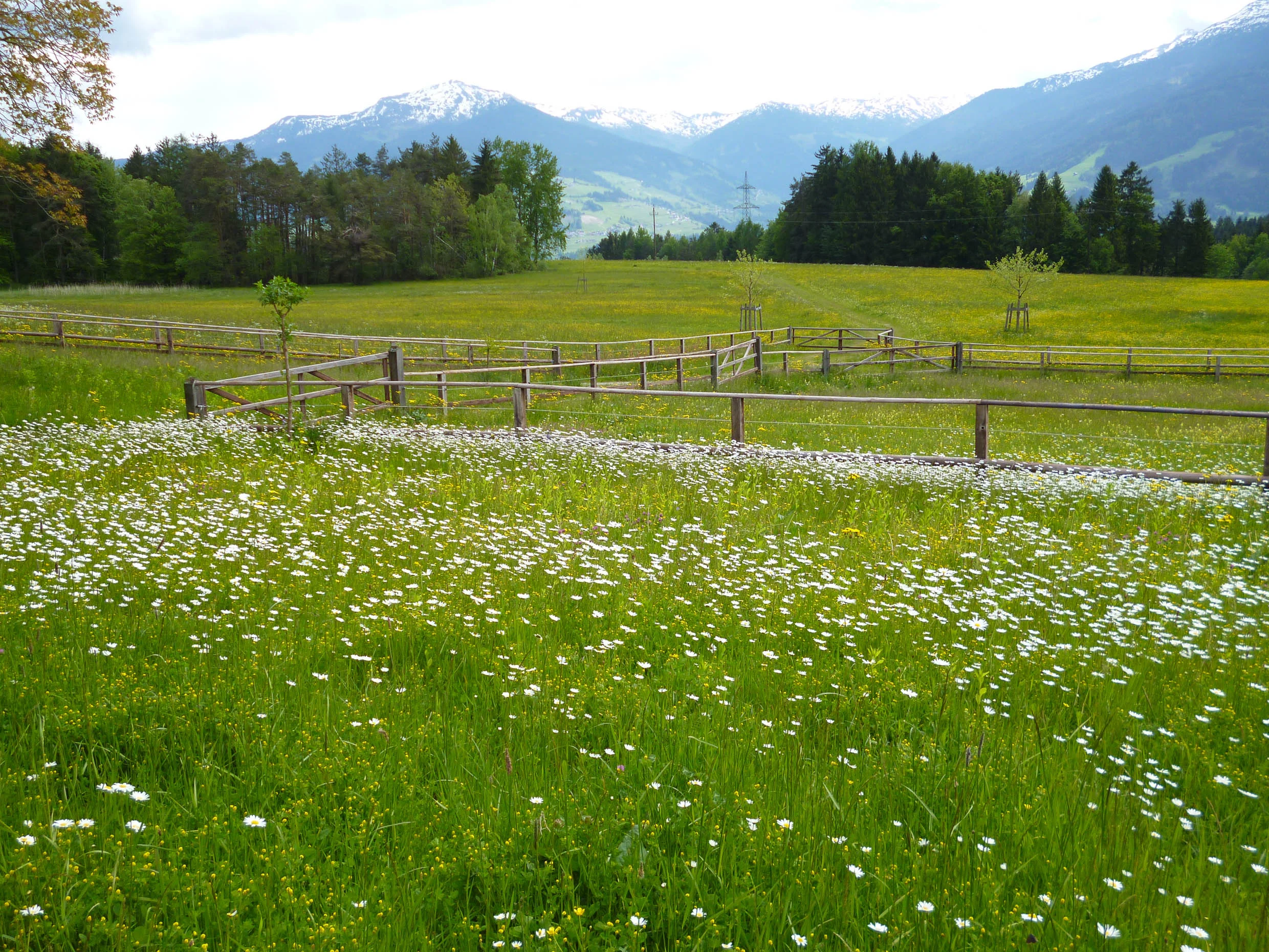 Blumenwiesen wie im Bilderbuch