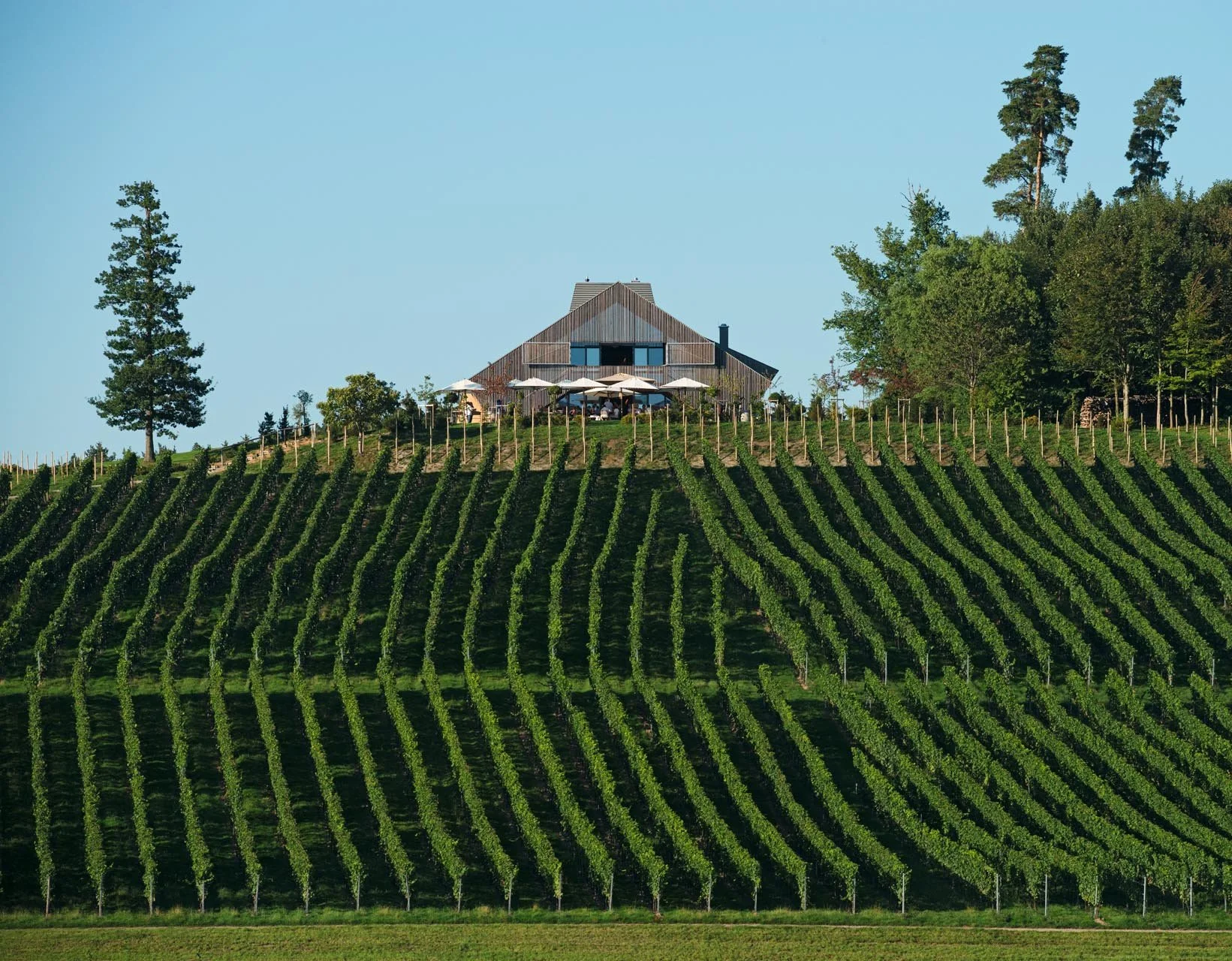 WScheide_Weingut-Schmidt-01.jpg