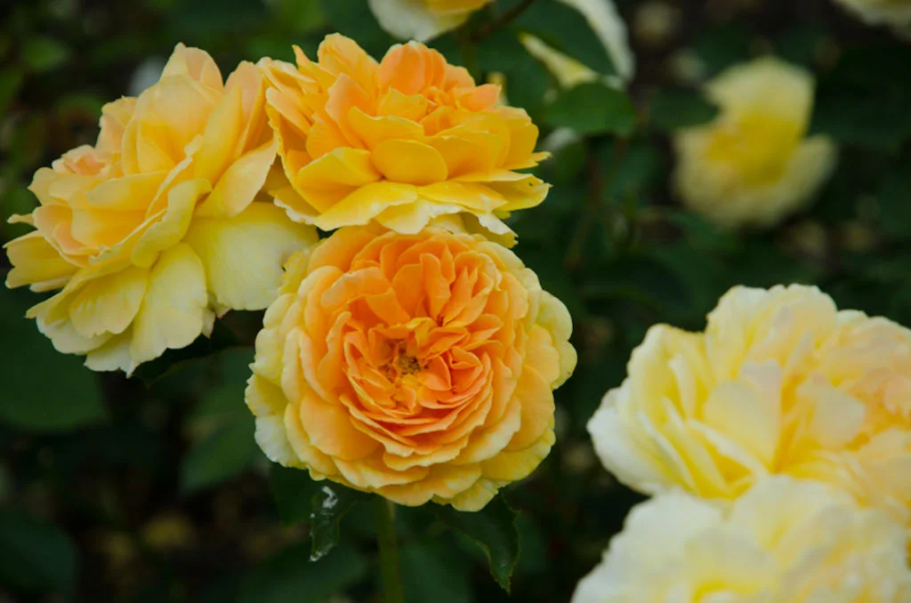 Funeral of Helen Banham