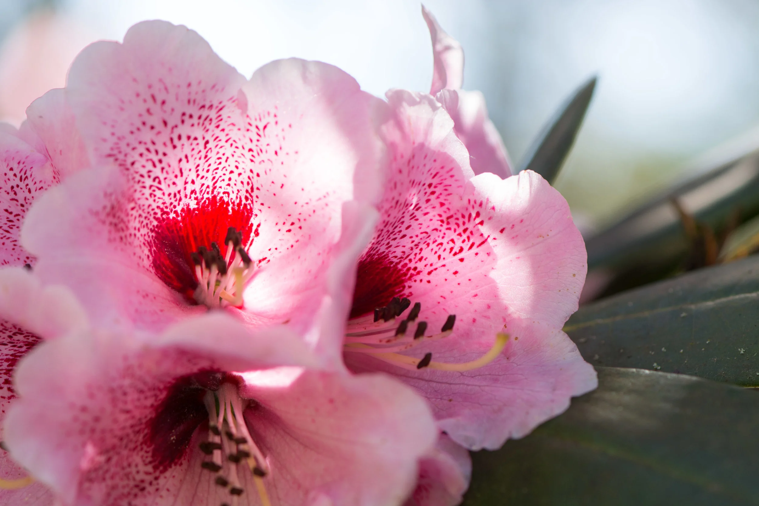Janet Scott's funeral