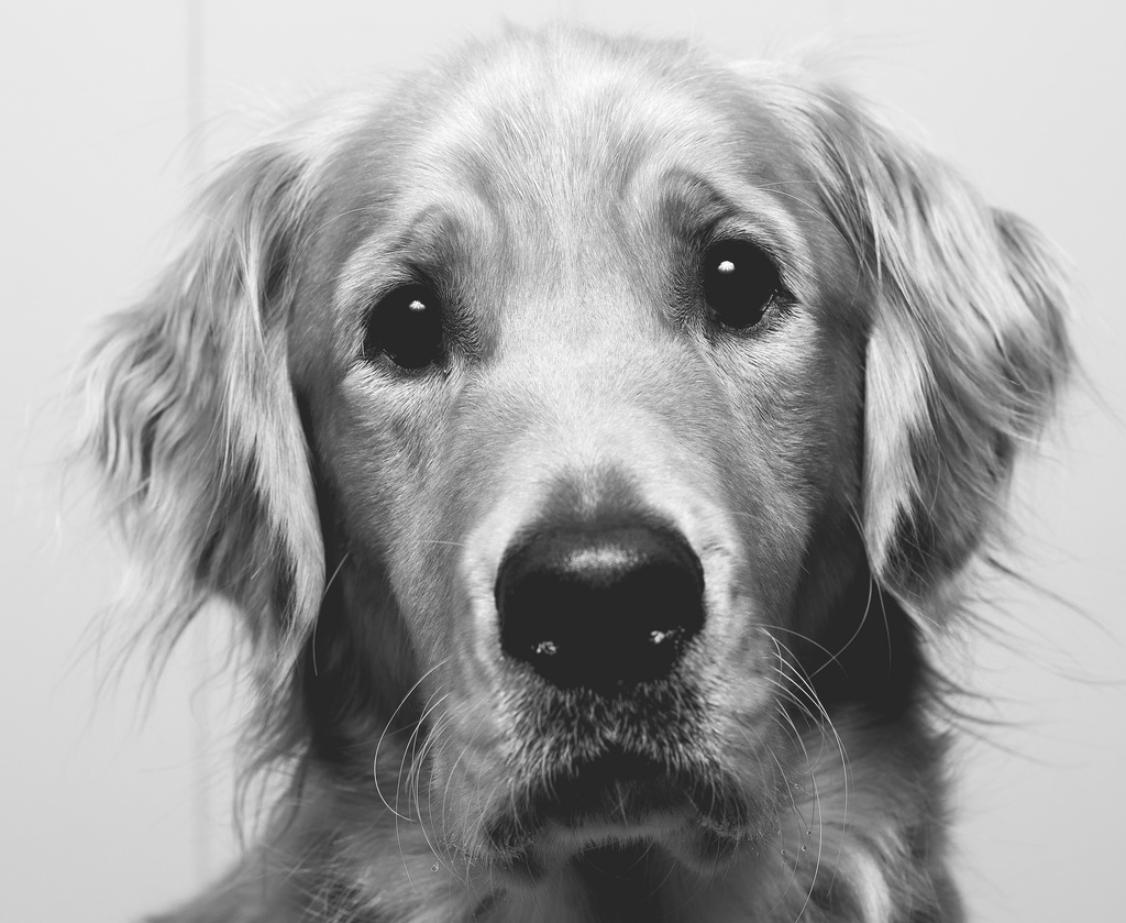 I Am Dog_8183636926_l.jpg