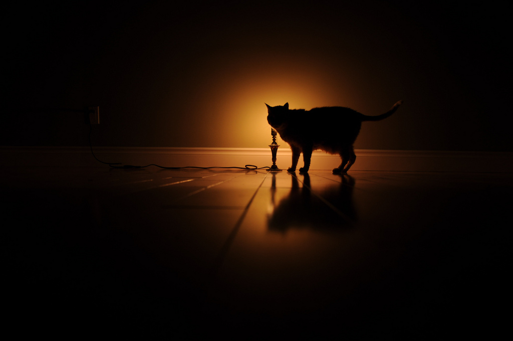 kitty_5227670046_l.jpg