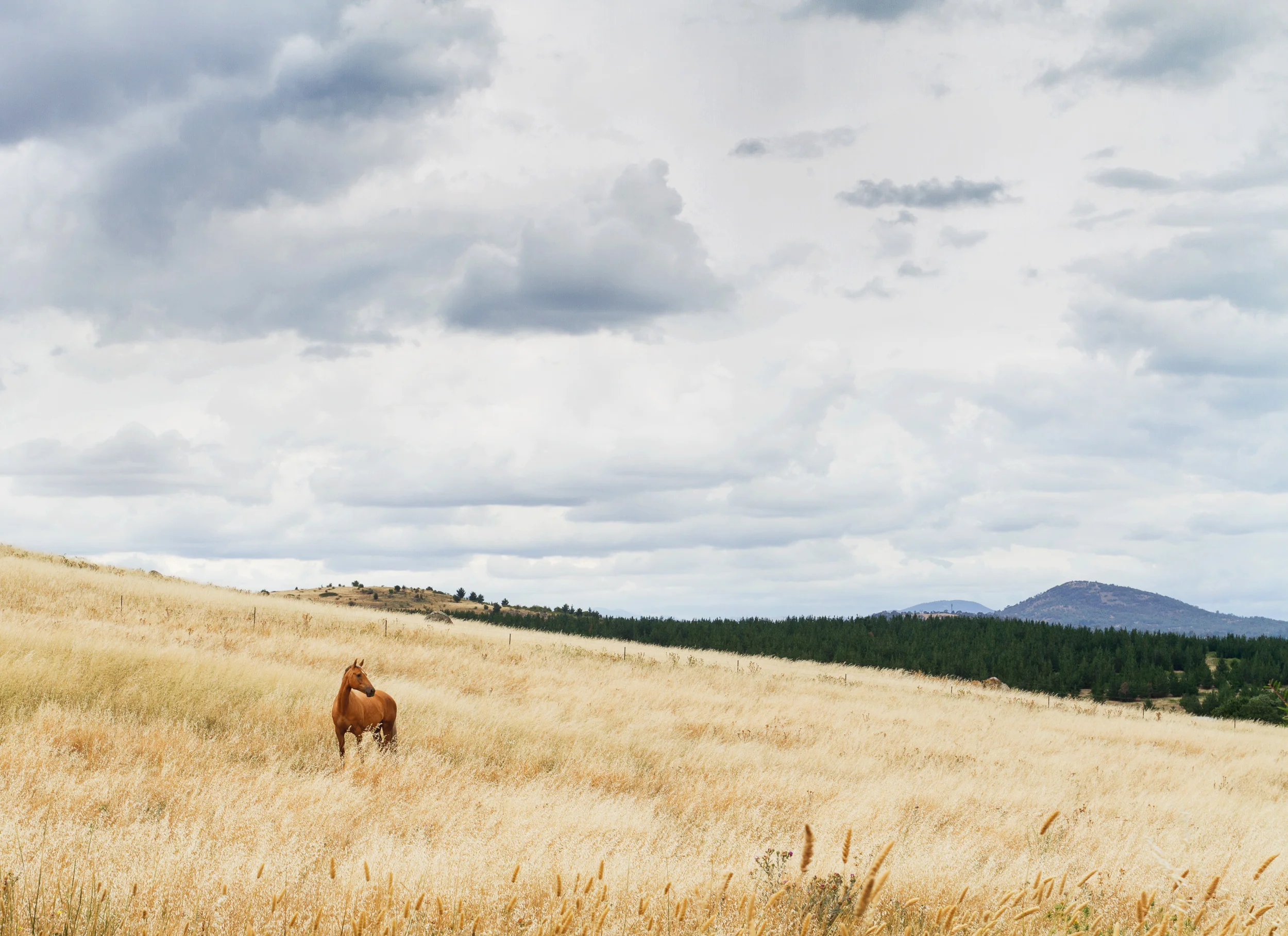 Horse on a field