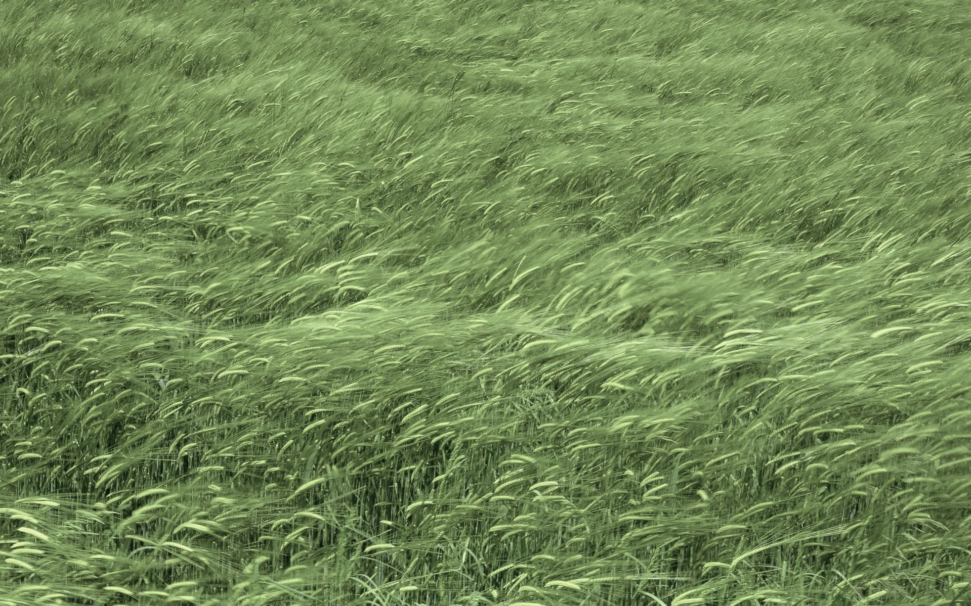 3d-abstract_widewallpaper_grass_47219.jpg
