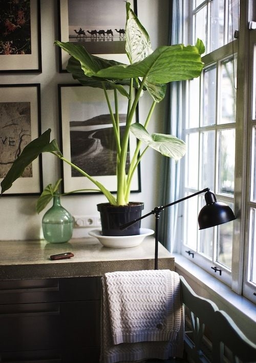 Alocasia