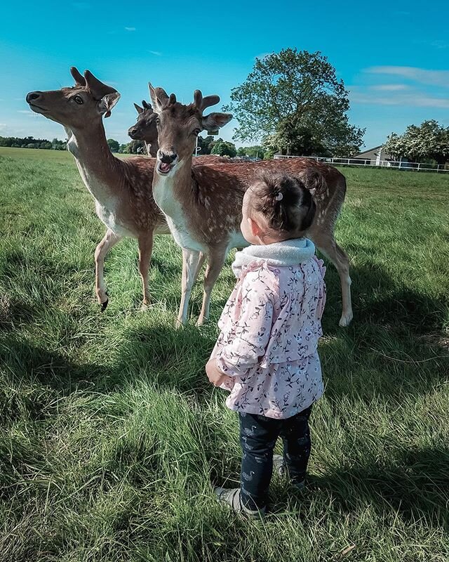 That moment when you,as parent, are more scared than your toddler!😱 ✅ 🦌feed the deers in Phoenix Park, check 
On to the next adventure!👶🏼🍼
.
.
.
.
.
.
.
.
#expatblogger #expatlife #exploringtheglobe #exploringfamilies #expatlifestyle #expatfamil