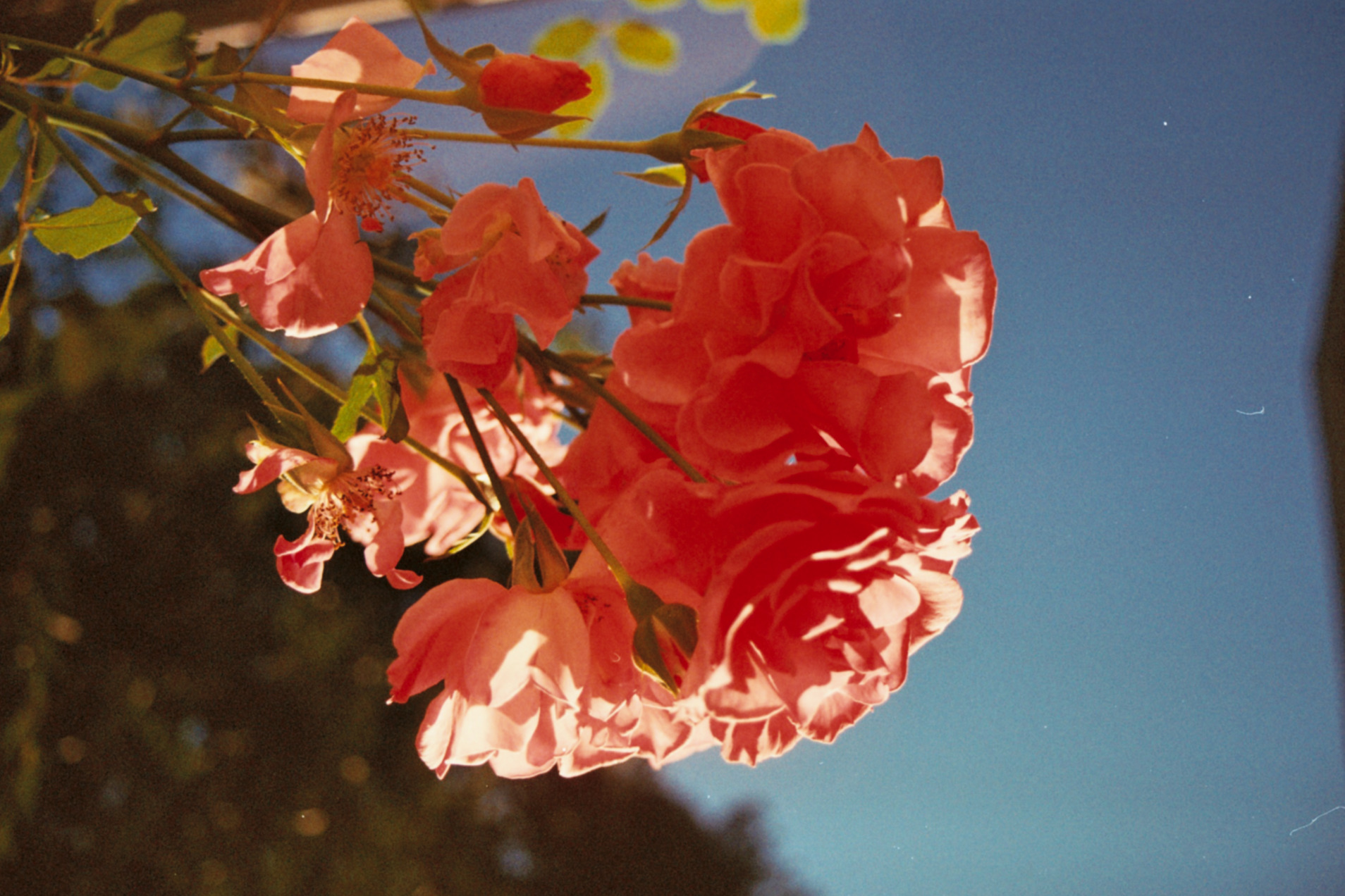 Flower in the sky.jpg