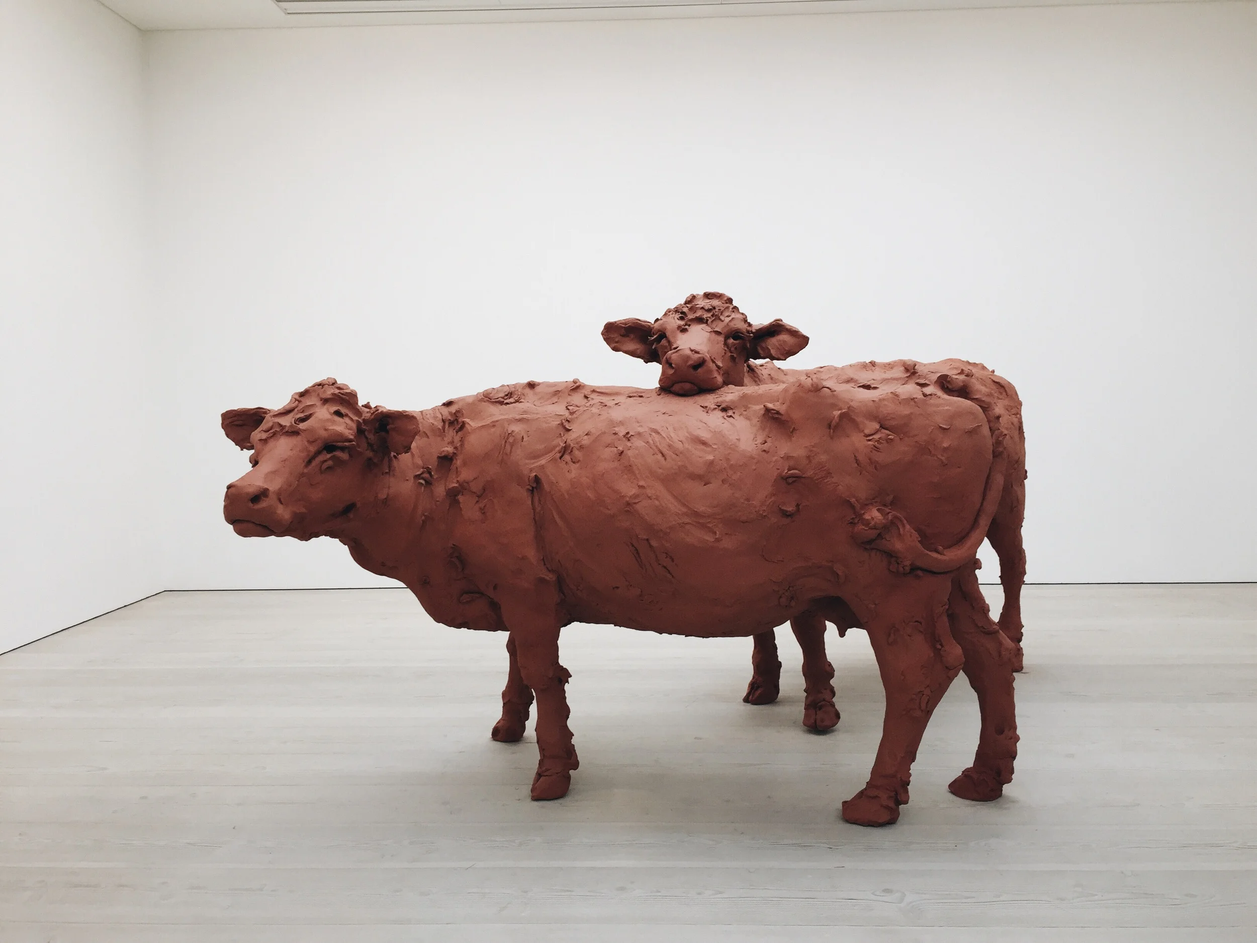 Two Cows by Stephanie Quayle, 2013