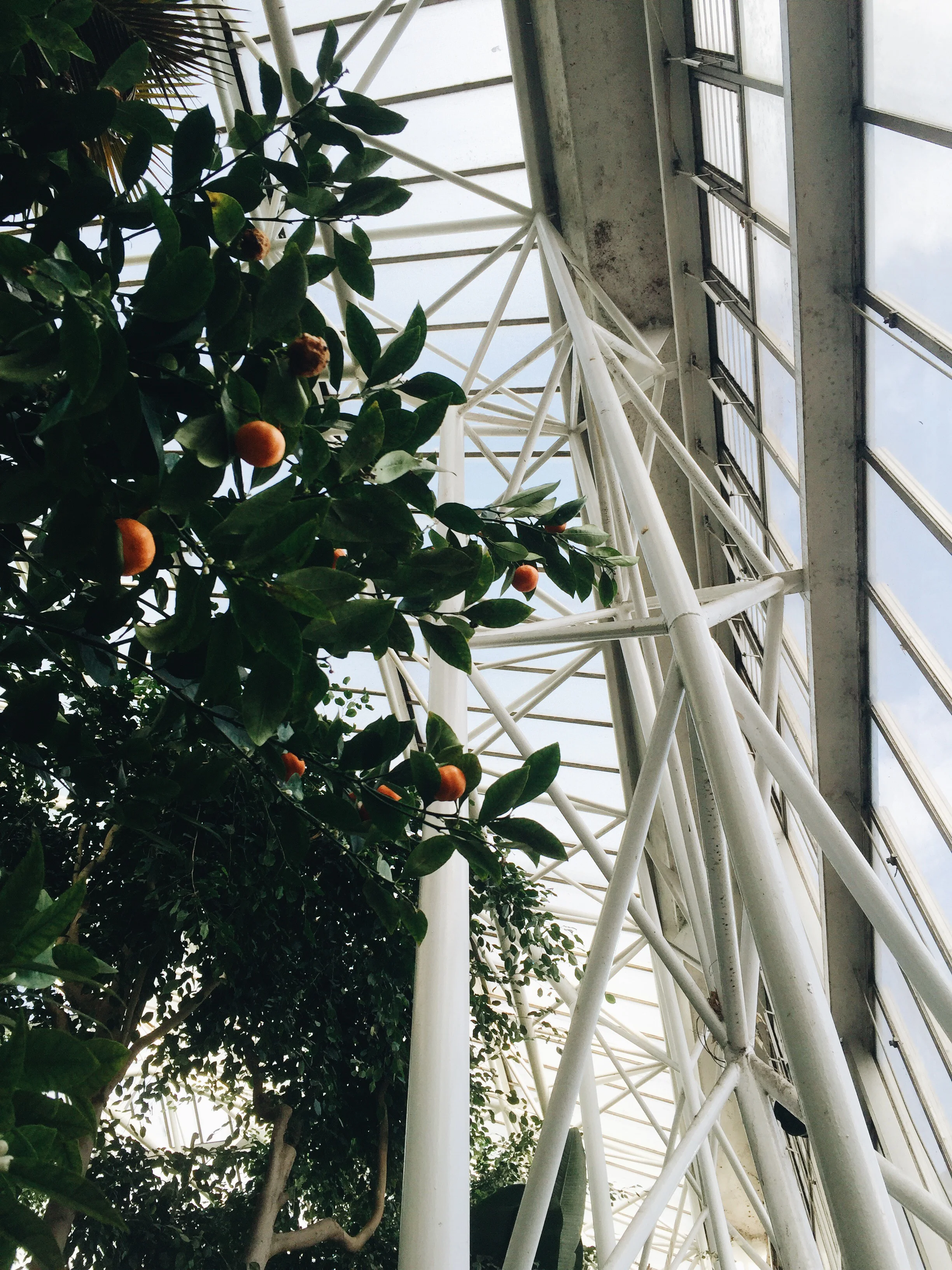 SOA_London-Barbican-Conservatory.jpg