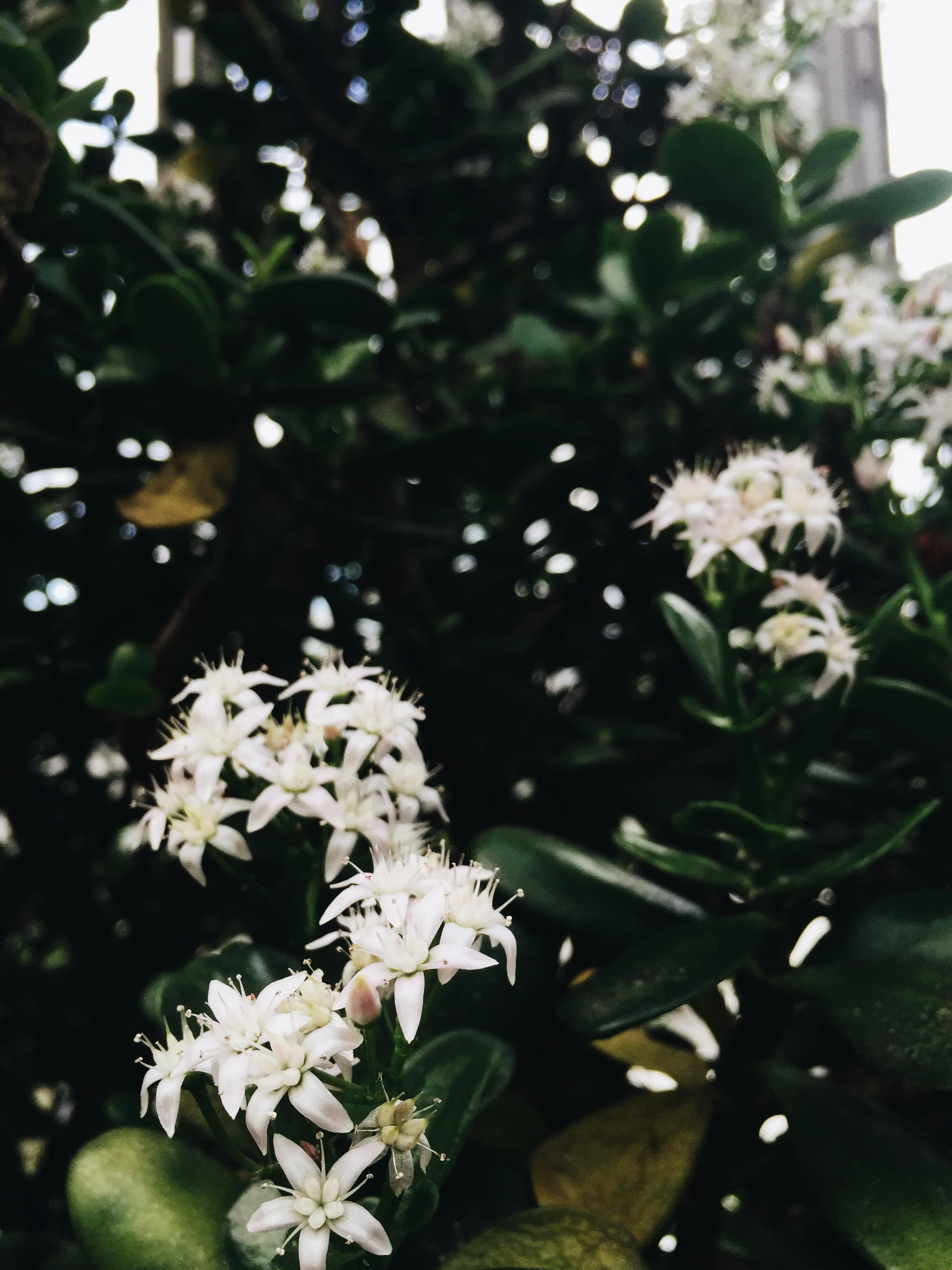 SOA_London-Barbican-Conservatory.jpg