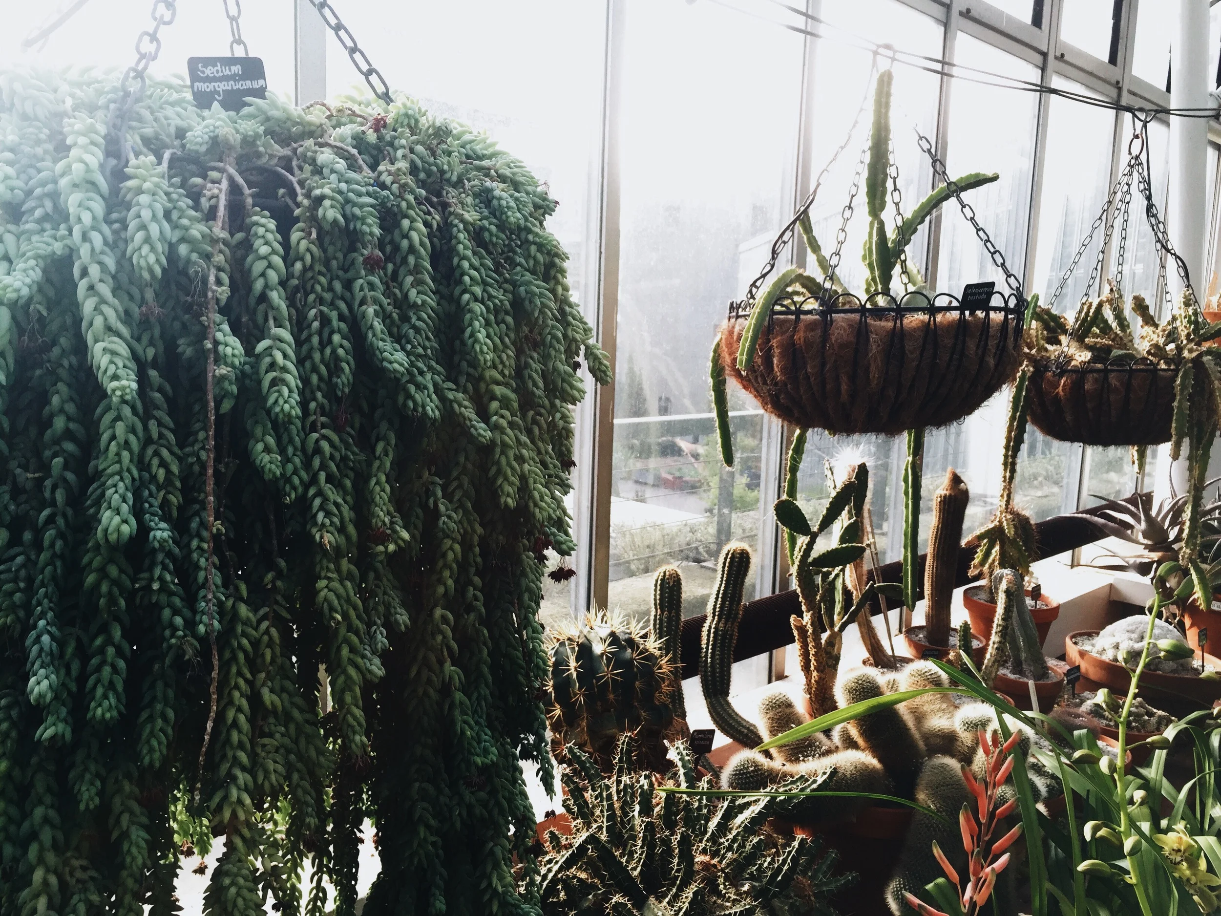 SOA_London-Barbican-Conservatory.jpg