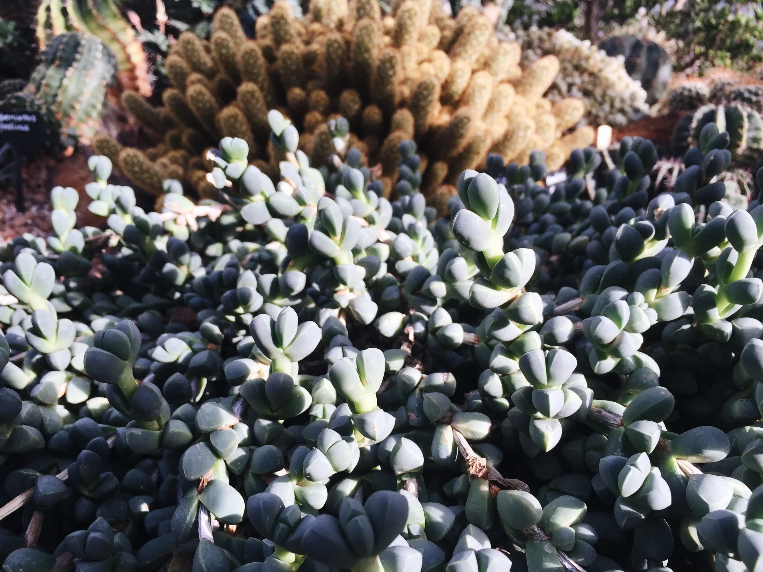 SOA_London-Barbican-Conservatory.jpg