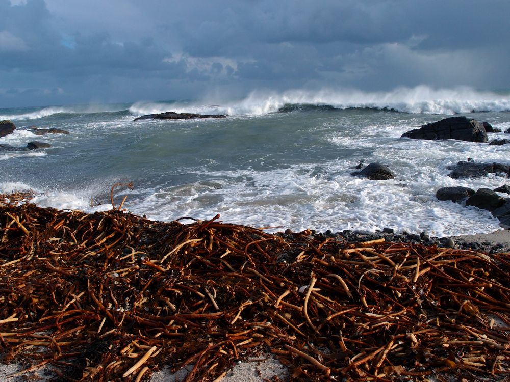 seaweed waves.jpg