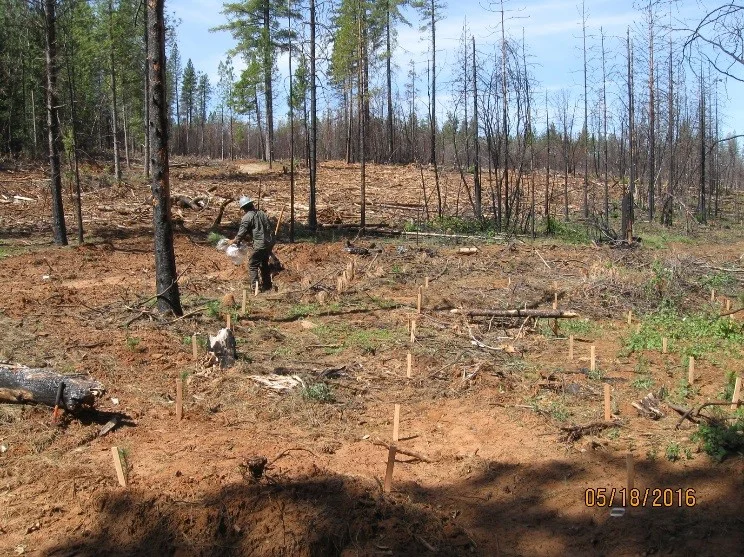 Seedlings and Staked Row Survival Plots - Lumpkin Fire.jpg
