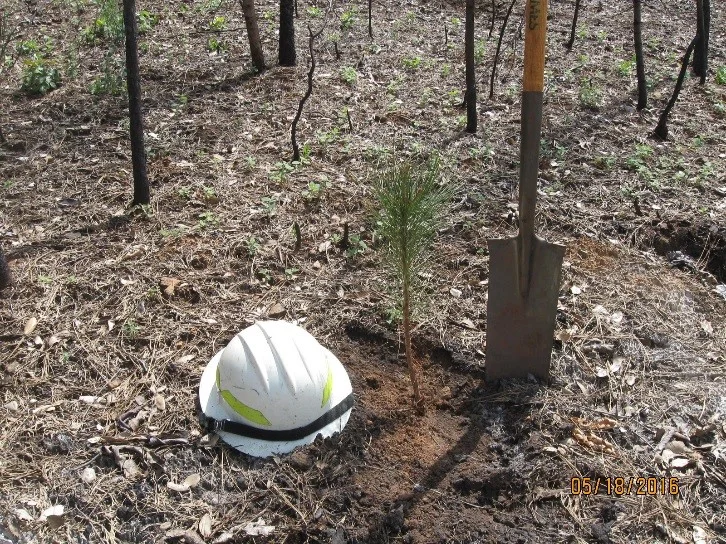 Seedling Planted - Lumpkin Fire.jpg