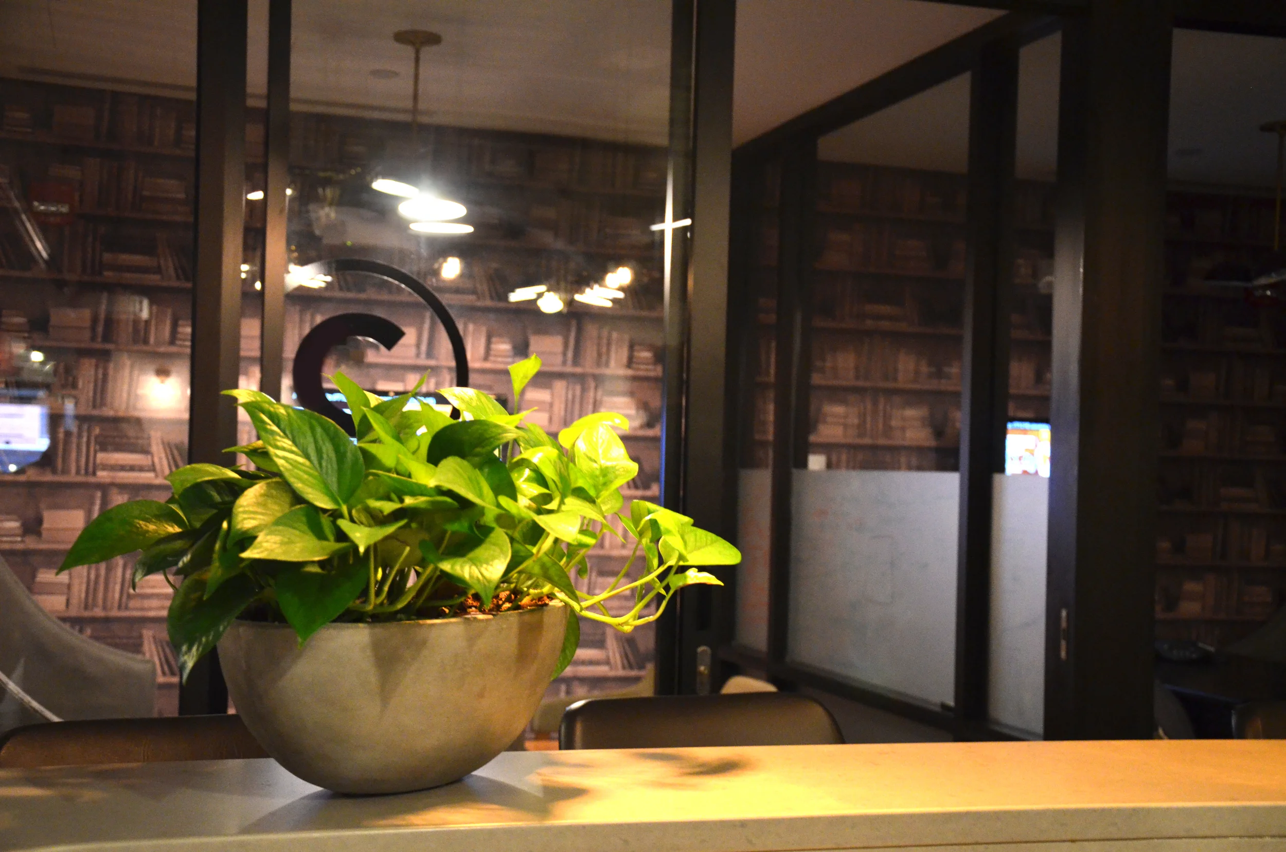 Neon Pothos. Harding Botanicals. We Work Boston