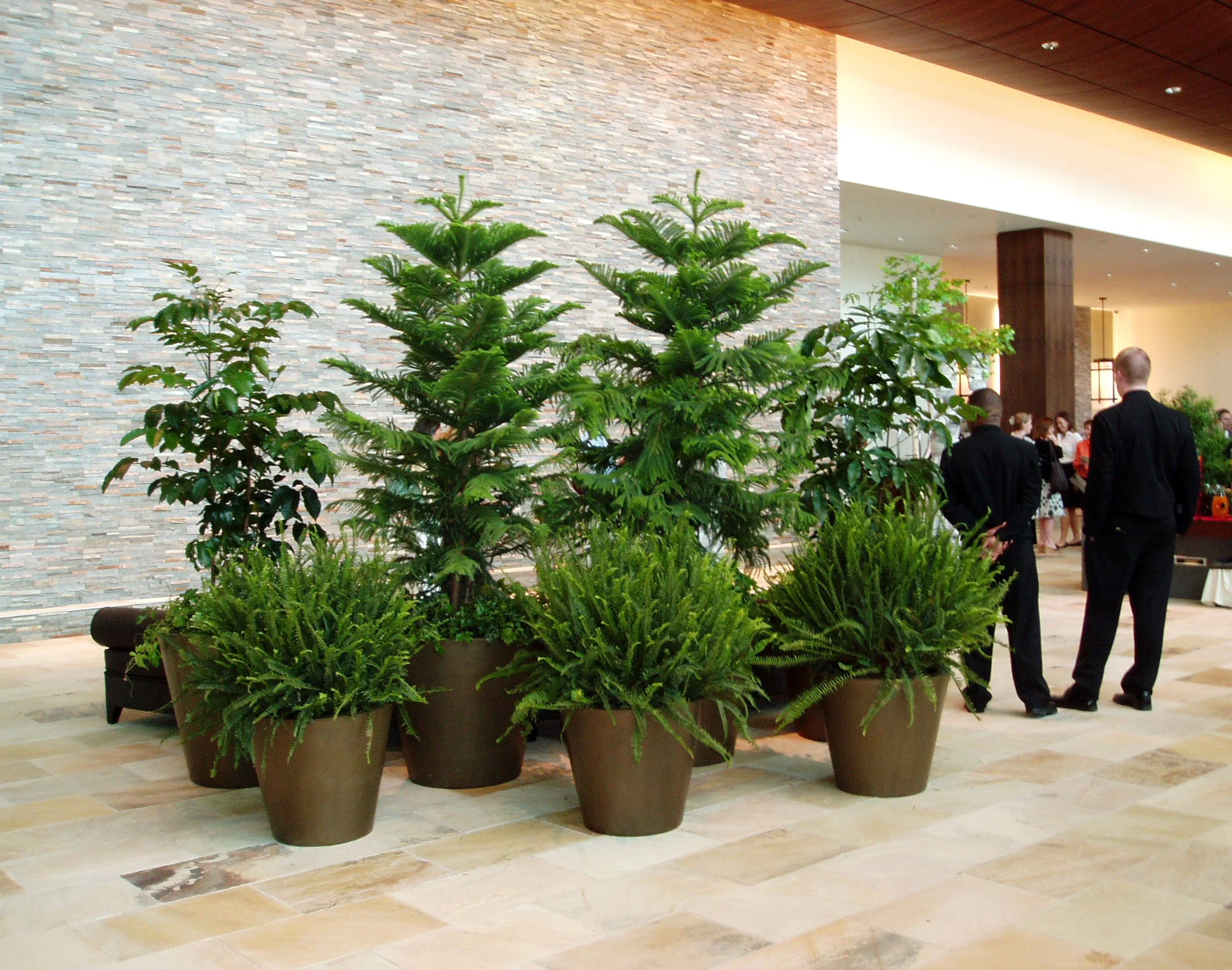 Norfolk Pine. Harding Botanicals. Interior plantscape