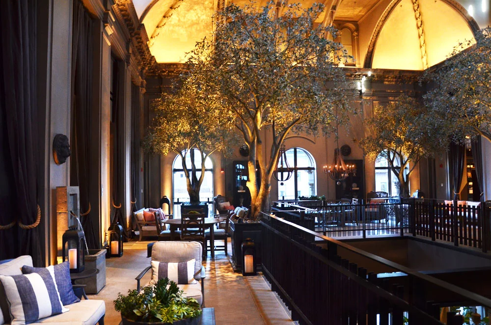 Black Olive Tree. Harding Botanicals. Restoration Hardware. Boston