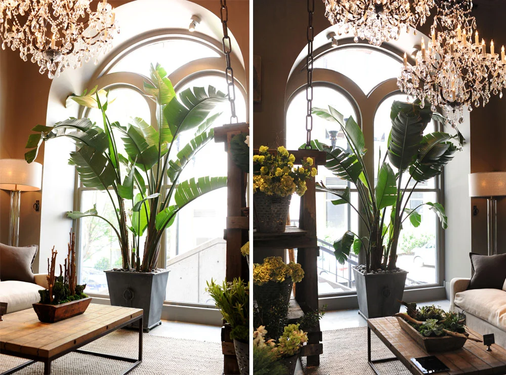 Bird of Paradise. Harding Botanicals. Restoration Hardware