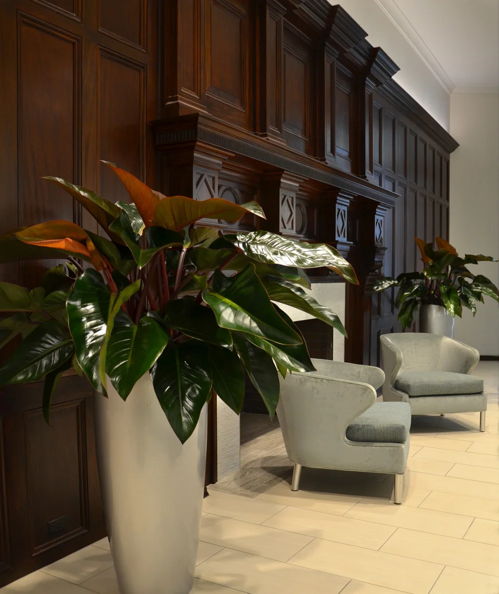 Philodendron. Harding Botanicals