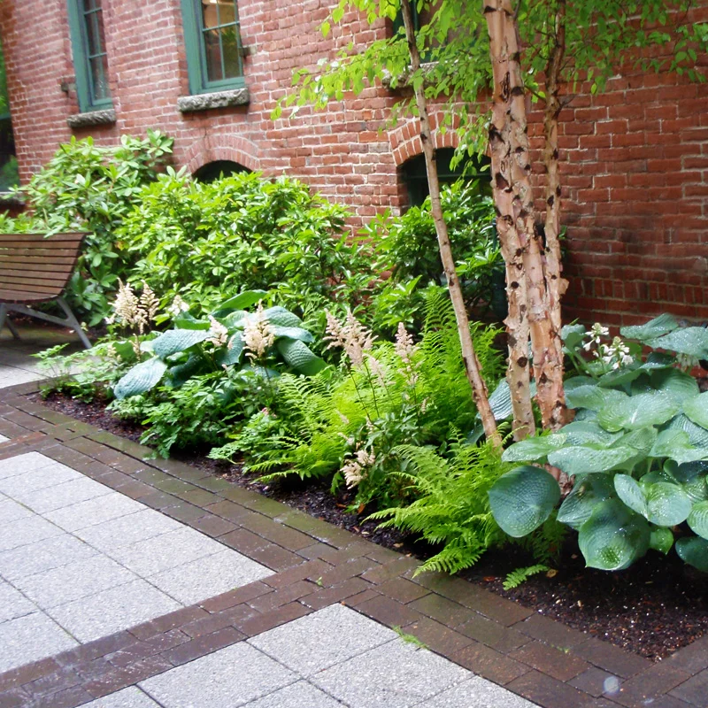 Harding Botanicals. Exterior Design. Shade Garden