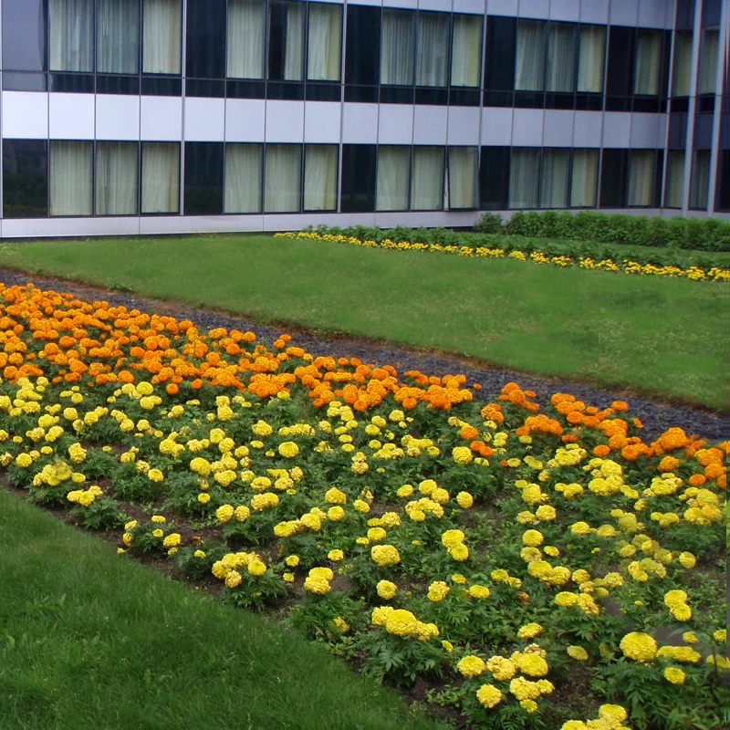 Harding Botanicals. Roof Garden. Exterior Design