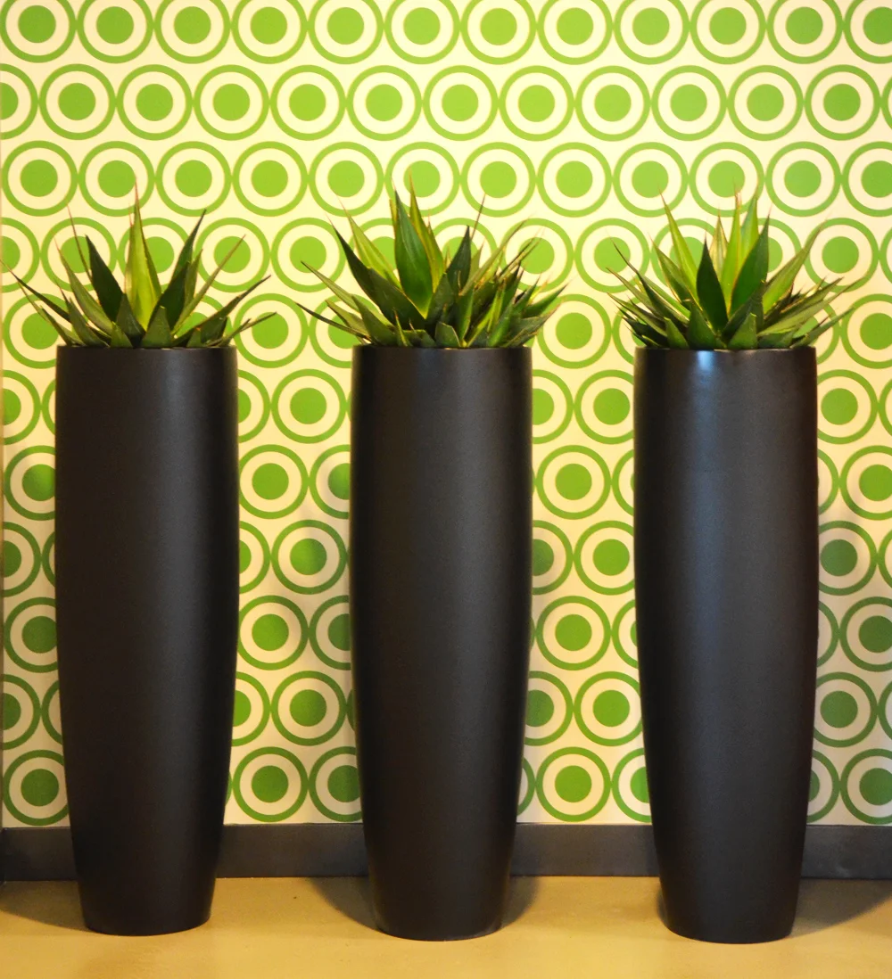 Saneveria Harding Botanicals TripAdvisor