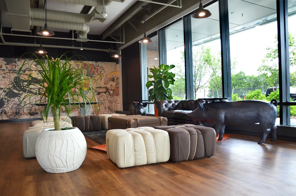 Ponytail Palm. Harding Botanicals. TripAdvisor Headquarters