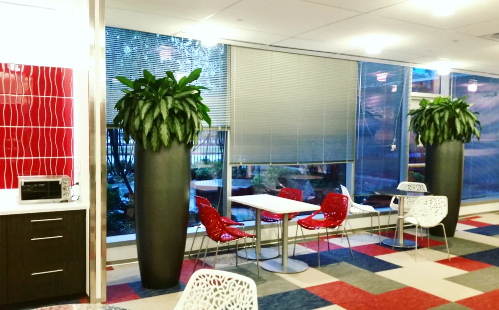 Agloanema. Harding Botanicals