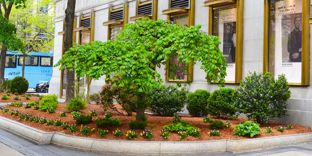 Harding Botanicals. Boston Exterior Design