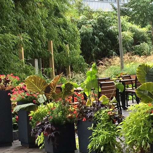 Harding Botanicals. Exterior Design. container Gardens. Boston exterior